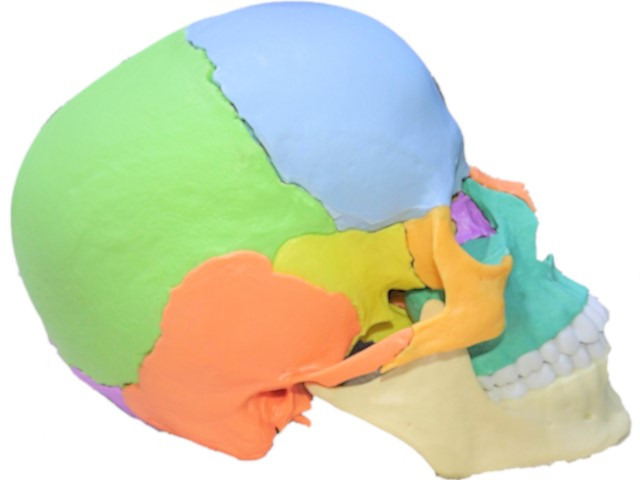頭部の怪我と頭蓋骨の影響